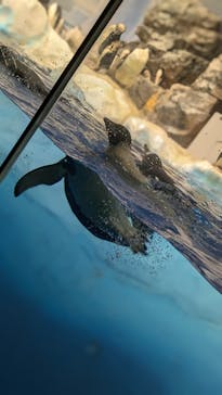 名古屋港水族館に投稿された画像（2024/9/22）