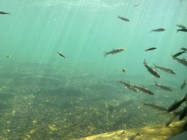 サケのふるさと 千歳水族館に投稿された画像（2024/9/22）