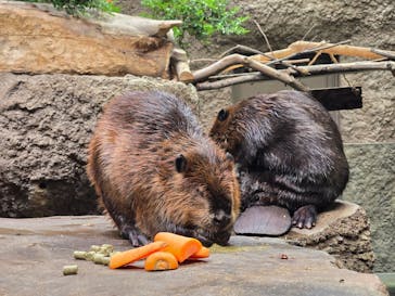 神戸どうぶつ王国に投稿された画像（2024/9/22）