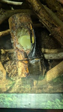 世界淡水魚園水族館　アクア・トトぎふに投稿された画像（2024/9/22）