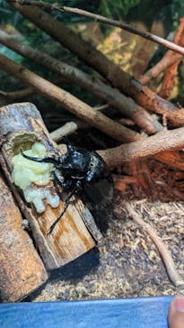 世界淡水魚園水族館　アクア・トトぎふに投稿された画像（2024/9/22）