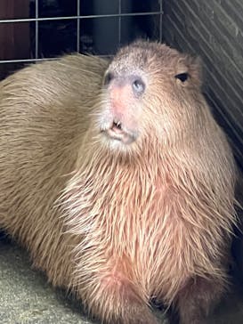 淡路ファームパーク イングランドの丘に投稿された画像（2024/9/22）