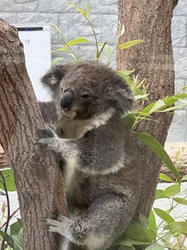 淡路ファームパーク イングランドの丘に投稿された画像（2024/9/22）