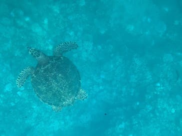 川平マリンサービスに投稿された画像（2024/9/23）