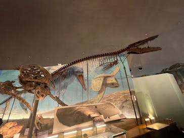 福井県立恐竜博物館に投稿された画像（2024/9/23）