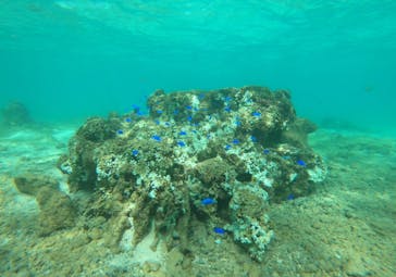 武藤潜水に投稿された画像（2024/9/23）