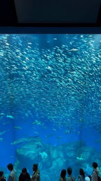 アクアワールド茨城県大洗水族館に投稿された画像（2024/9/23）