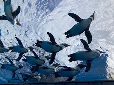 サンシャイン水族館に投稿された画像（2024/9/23）