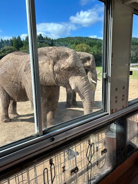 秋吉台自然動物公園 サファリランドに投稿された画像（2024/9/23）