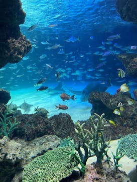 サンシャイン水族館に投稿された画像（2024/9/23）