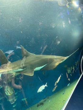 マクセル アクアパーク品川に投稿された画像（2024/9/23）