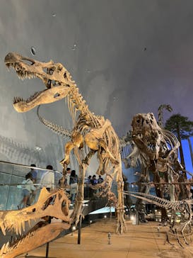 福井県立恐竜博物館に投稿された画像（2024/9/23）