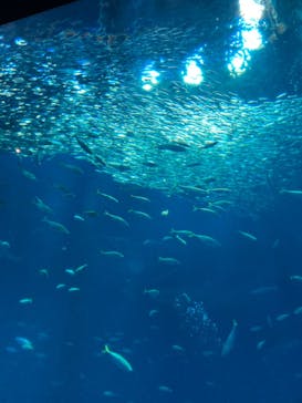 アクアワールド茨城県大洗水族館に投稿された画像（2024/9/23）