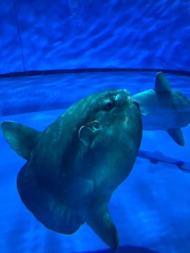 アクアワールド茨城県大洗水族館に投稿された画像（2024/9/23）