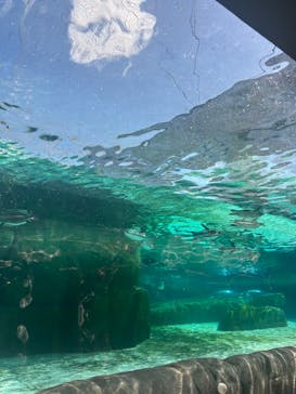 天王寺動物園に投稿された画像（2024/9/23）