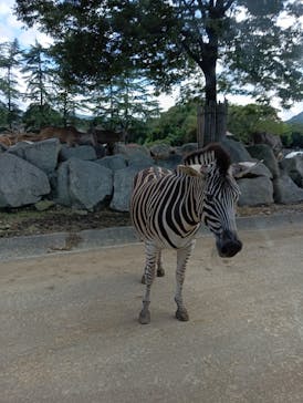 群馬サファリパークに投稿された画像（2024/9/23）