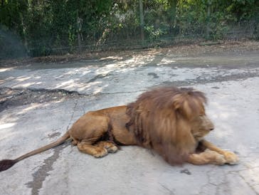 群馬サファリパークに投稿された画像（2024/9/23）