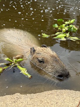 神戸どうぶつ王国に投稿された画像（2024/9/23）