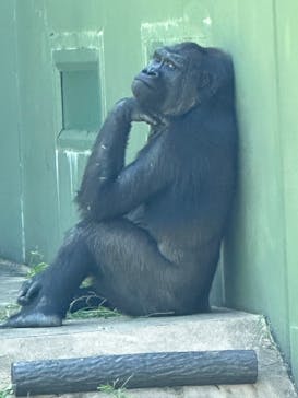 名古屋市東山動植物園に投稿された画像（2024/9/23）