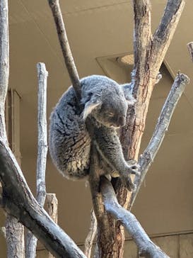名古屋市東山動植物園に投稿された画像（2024/9/23）