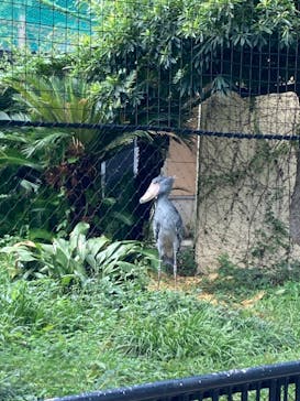 恩賜上野動物園に投稿された画像（2024/9/23）