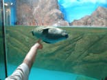 しながわ水族館に投稿された画像（2024/9/23）