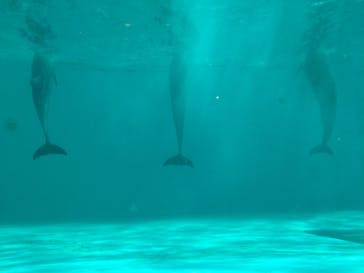 しながわ水族館に投稿された画像（2024/9/23）