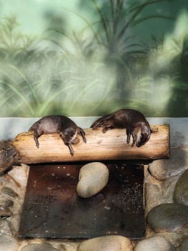 世界淡水魚園水族館　アクア・トトぎふに投稿された画像（2024/9/23）