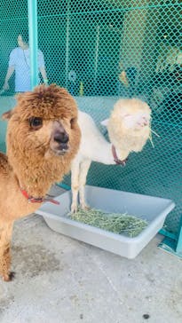 霞ケ浦 どうぶつとみんなのいえに投稿された画像（2024/9/23）