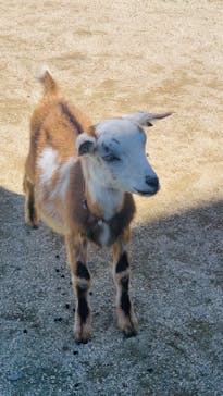 霞ケ浦 どうぶつとみんなのいえに投稿された画像（2024/9/23）