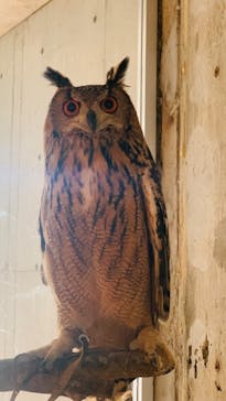 霞ケ浦 どうぶつとみんなのいえに投稿された画像（2024/9/23）