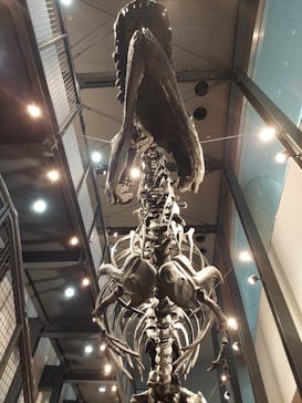 福井県立恐竜博物館に投稿された画像（2024/9/23）