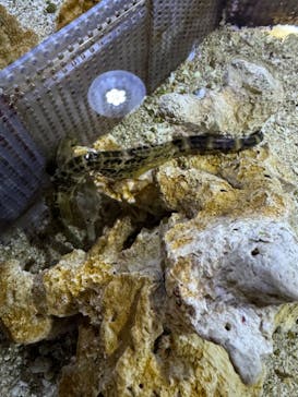 ゼロ距離水族館 伊勢シーパラダイスに投稿された画像（2024/9/23）