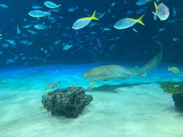 サンシャイン水族館に投稿された画像（2024/9/23）