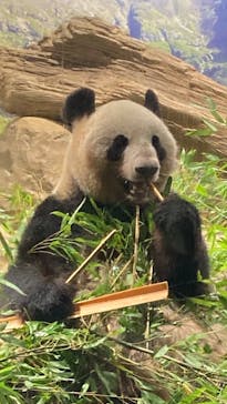 恩賜上野動物園に投稿された画像（2024/9/23）