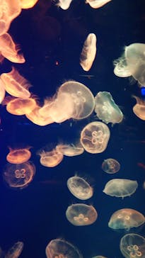 名古屋港水族館に投稿された画像（2024/9/23）