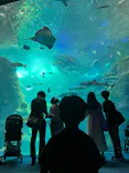 新江ノ島水族館に投稿された画像（2024/9/23）