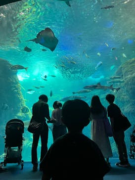 新江ノ島水族館に投稿された画像（2024/9/23）