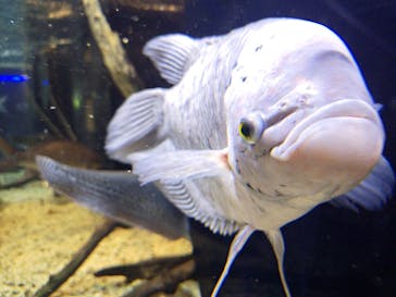 カワスイ 川崎⽔族館に投稿された画像（2024/9/23）