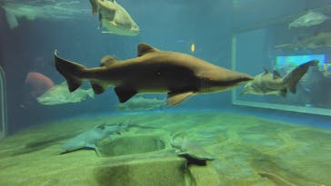 アクアワールド茨城県大洗水族館に投稿された画像（2024/9/23）