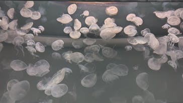 アクアワールド茨城県大洗水族館に投稿された画像（2024/9/23）