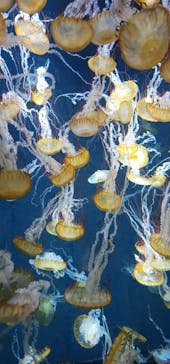 新江ノ島水族館に投稿された画像（2024/9/23）