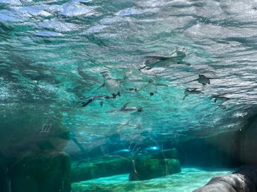 天王寺動物園に投稿された画像（2024/9/23）