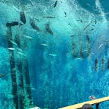 滋賀県立琵琶湖博物館に投稿された画像（2024/9/23）