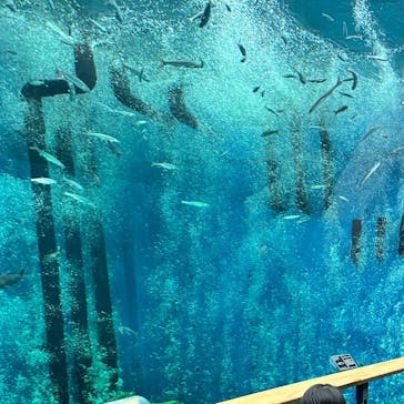 滋賀県立琵琶湖博物館に投稿された画像（2024/9/23）