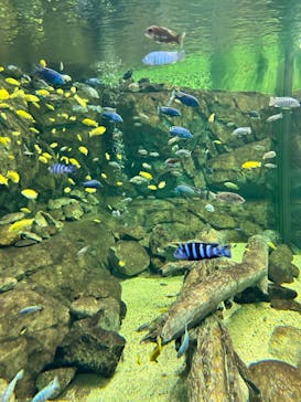 滋賀県立琵琶湖博物館に投稿された画像（2024/9/23）