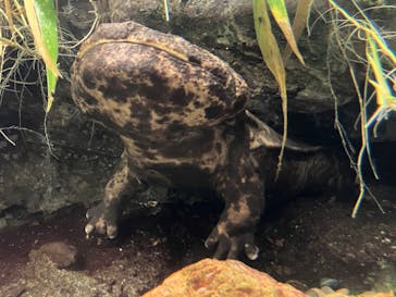 世界淡水魚園水族館　アクア・トトぎふに投稿された画像（2024/9/23）