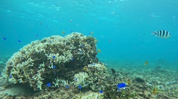 青の洞窟専門店　沖縄ダイビングショップ和に投稿された画像（2024/9/23）