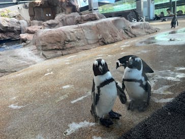 京都水族館に投稿された画像（2024/9/23）