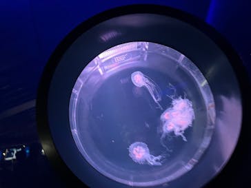 京都水族館に投稿された画像（2024/9/23）